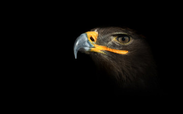 Картинка животные птицы хищники