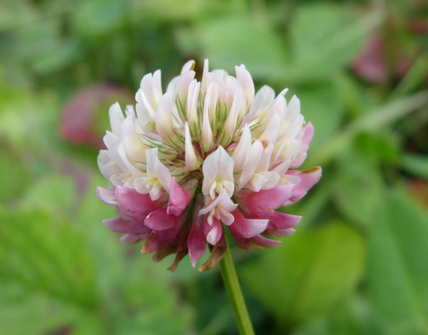 Обои картинки фото цветы, луговые, полевые