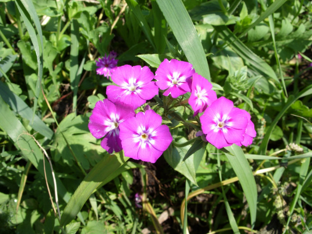 Обои картинки фото цветы, флоксы