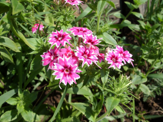 Обои картинки фото цветы, гвоздики