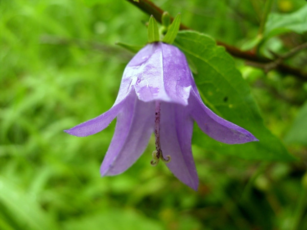 Обои картинки фото цветы, колокольчики