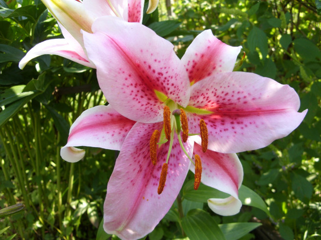 Обои картинки фото цветы, лилии, лилейники