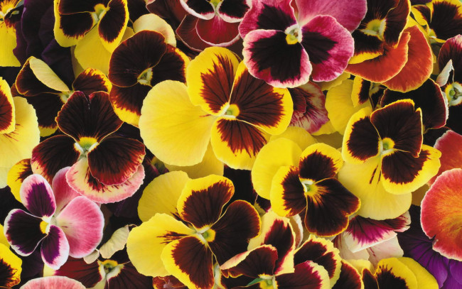 Обои картинки фото цветы, анютины, глазки, садовые, фиалки