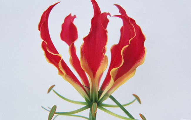 Обои картинки фото цветы, глориоза