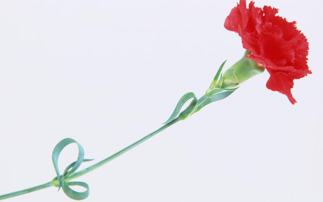 Обои картинки фото цветы, гвоздики