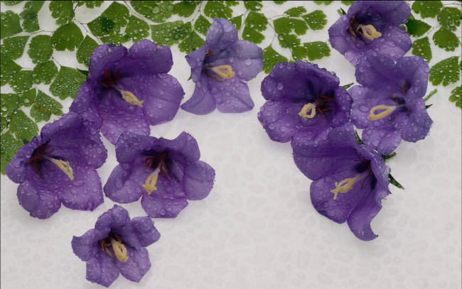 Обои картинки фото цветы, колокольчики