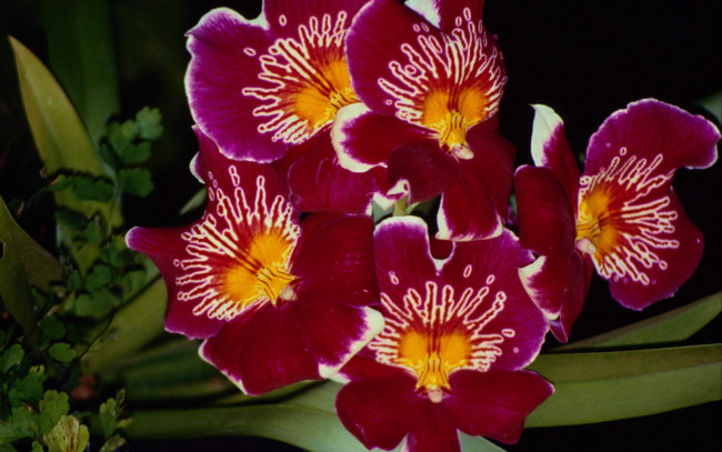 Обои картинки фото цветы, орхидеи