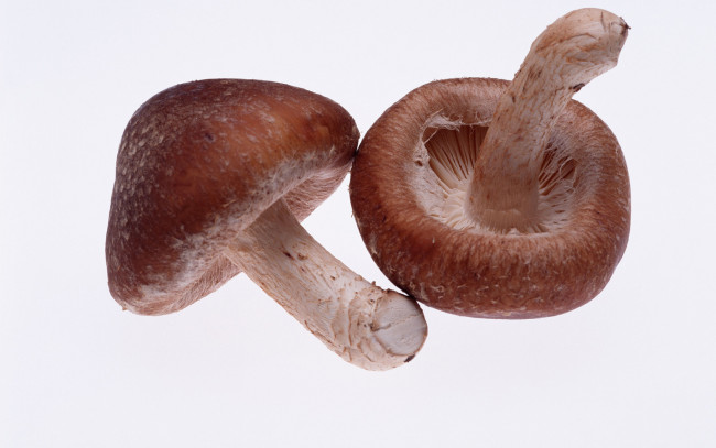 Обои картинки фото еда, грибы, грибные, блюда