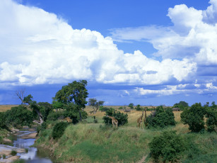 Картинка животные разные вместе жираф слон африка