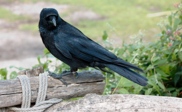 Картинка животные вороны грачи галки птица