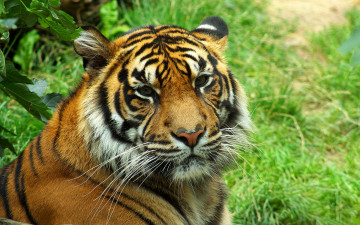 Картинка животные тигры хищник