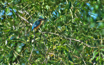 Картинка животные зимородки синее оперение