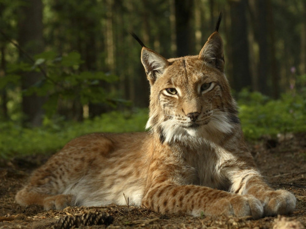 Обои картинки фото животные, рыси, рысь