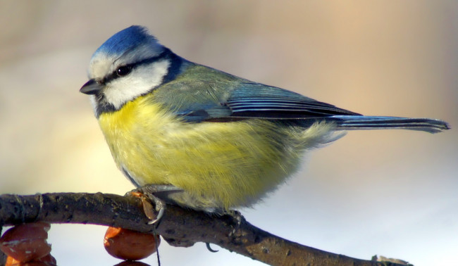 Обои картинки фото животные, синицы, лазоревки, синица