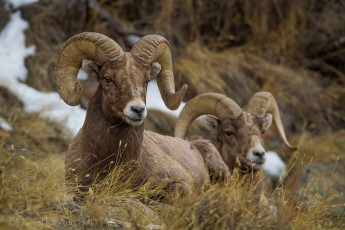 Картинка животные овцы +бараны рога