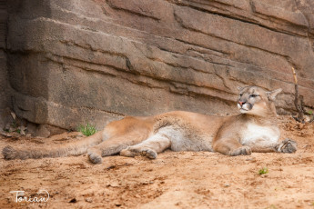 Картинка животные пумы скалы отдых лежит кугуар