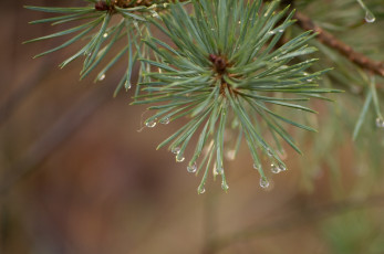 Картинка природа макро капли иголки хвоя