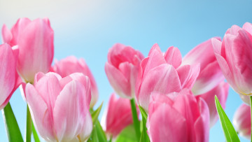 Картинка цветы тюльпаны