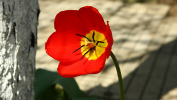 Картинка цветы тюльпаны утро деревня тюльпан