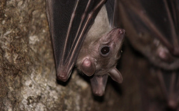 Картинка животные летучие+мыши мыша крылья глазки-бусинки летучая