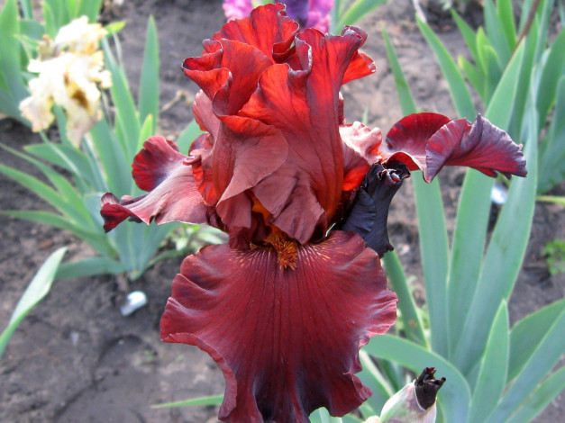 Обои картинки фото цветы, ирисы, ирис, бордовый