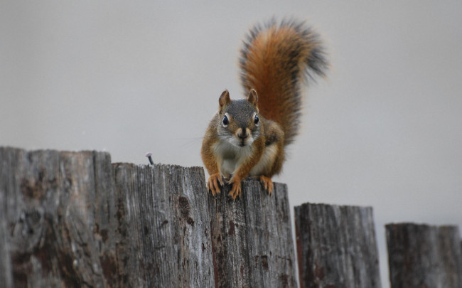 Обои картинки фото животные, белки, сидит, забор, пушистый, хвост, белка