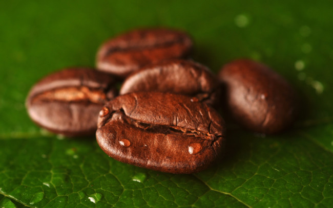 Обои картинки фото еда, кофе,  кофейные зёрна, листик