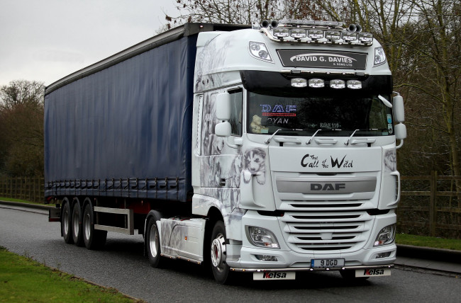 Обои картинки фото daf, автомобили, седельные, тягачи, trucks, nv, нидерланды, автобусы, шасси