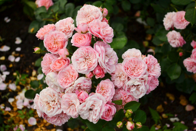 Обои картинки фото цветы, розы, розовые, куст