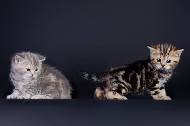 Обои картинки фото животные, коты, котята