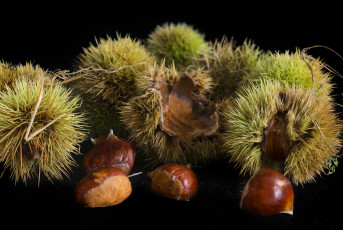 Картинка еда орехи +каштаны +какао-бобы колючки каштаны