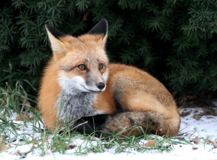 Картинка животные лисы лисичка