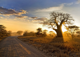 Картинка природа дороги саванна трава облака небо деревья дорога пыль