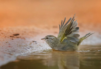 Картинка животные птицы птичка