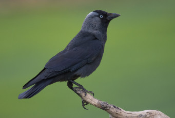 Картинка животные вороны +грачи +галки птичка