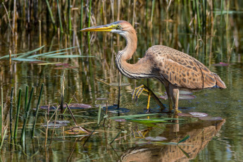Картинка животные цапли +выпи птичка