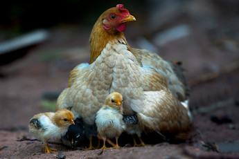Картинка животные куры +петухи наседка