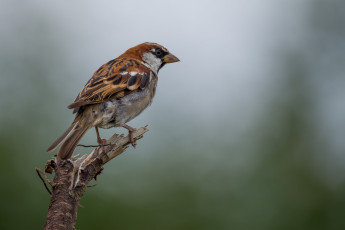 Картинка животные воробьи птичка