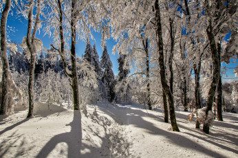 Картинка природа зима снег