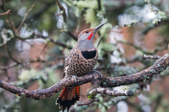 Картинка животные дятлы птичка