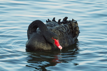 Картинка животные лебеди черный лебедь