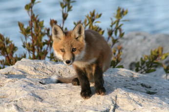 Картинка животные лисы лисичка