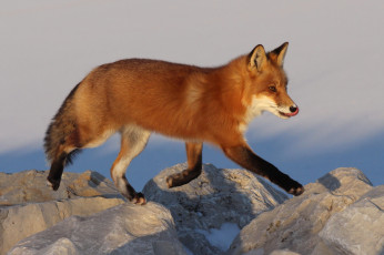 Картинка животные лисы лисичка