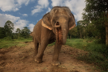 Картинка животные слоны слон