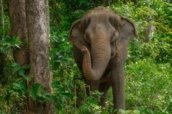 Картинка животные слоны слон