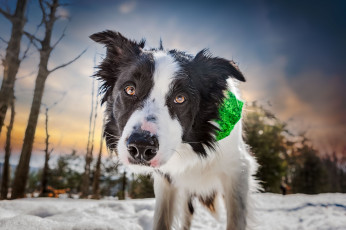 Картинка животные собаки пес
