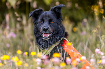 Картинка животные собаки пес