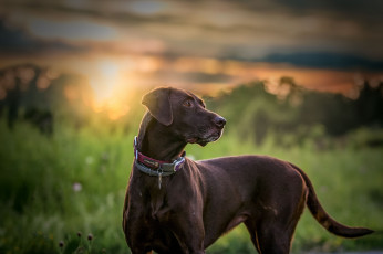 Картинка животные собаки пес