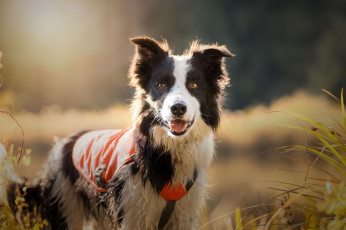 Картинка животные собаки пес