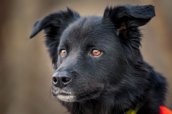 Картинка животные собаки пес